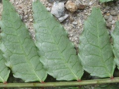 Zanthoxylum piperitum