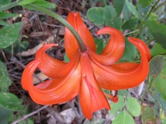 Lilium amabile