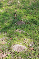 Geomys breviceps
