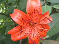 Lilium amabile