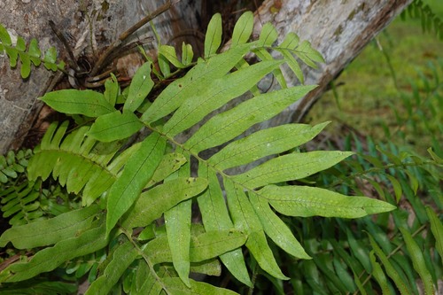 Serpocaulon attenuatum