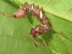 Cnethodonta grisescens