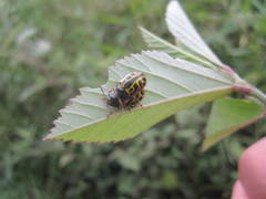 Calligrapha matronalis