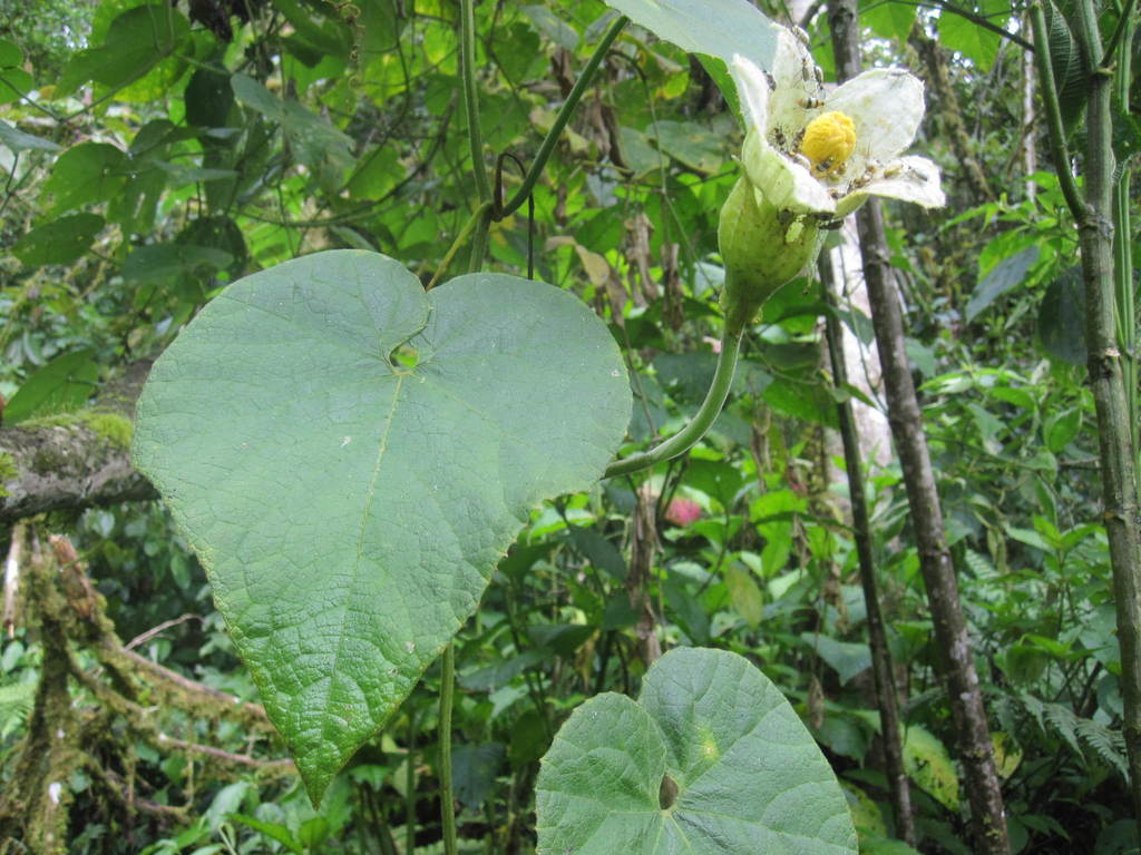 Calycophysum