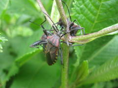 Piezogaster rubropictus