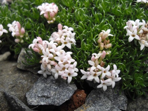Asperula gussonei