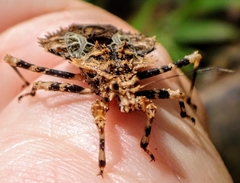 Neocentrocnemis stali