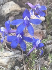 Delphinium scaposum