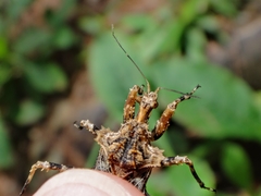 Neocentrocnemis stali