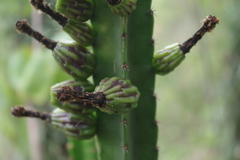 Cereus vargasianus