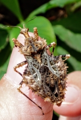 Neocentrocnemis stali