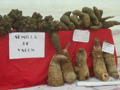 Smallanthus sonchifolius