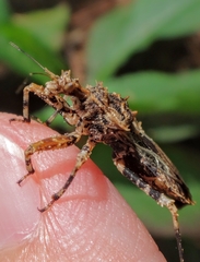 Neocentrocnemis stali