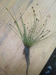 Eleocharis geniculata
