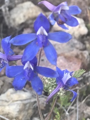 Delphinium scaposum
