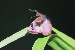 Zera hyacinthinus servius