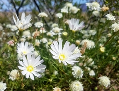Calycoseris wrightii