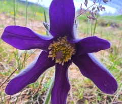 (c) Bernd De Bosscher, some rights reserved (CC BY) Pulsatilla rubra, photograph (c) Bernd De Bosscher, some rights reserved (CC BY)