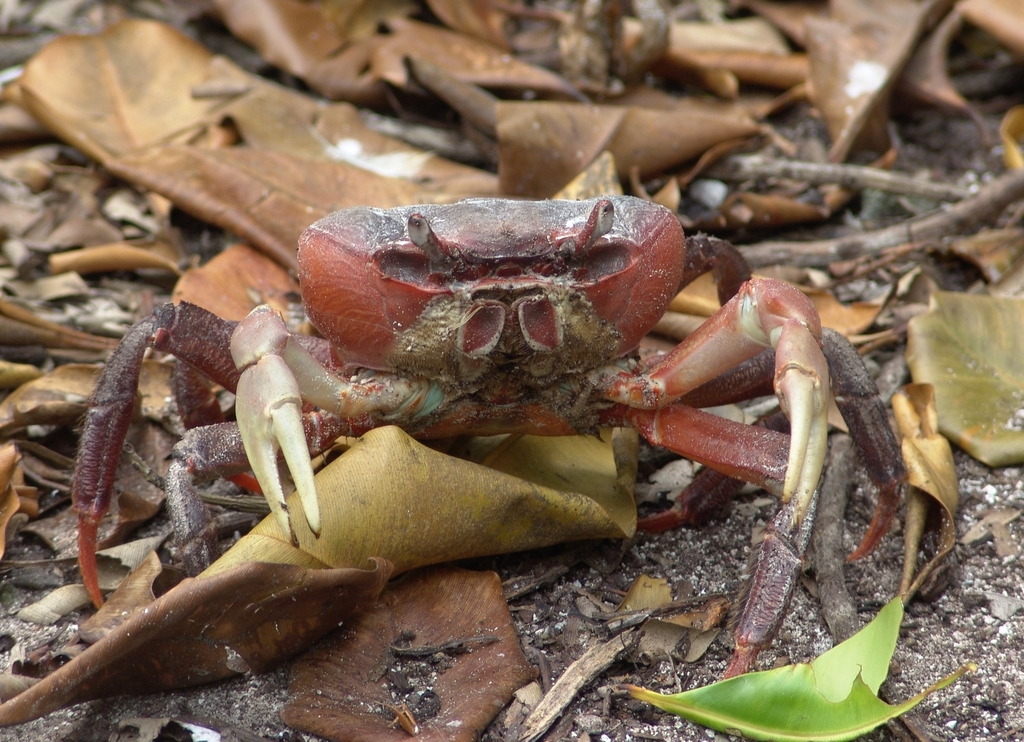 Brown Land Crab (Decapoda (crabs) of the British Indian Ocean Territory ...