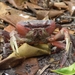 Brown Land Crab - Photo (c) Drew Avery, some rights reserved (CC BY), uploaded by Drew Avery