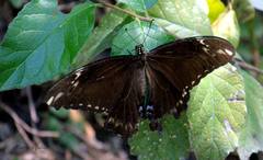 Papilio ornythion ornythion