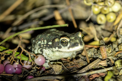 Atacama Toad