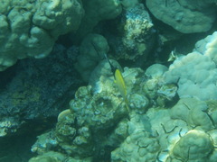 Forcipiger longirostris