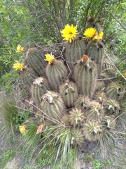 Trichocereus walteri