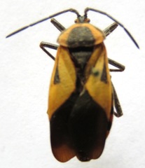 Sephina vinula