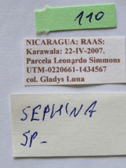 Sephina vinula