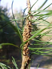 Acantholyda hieroglyphica