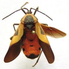Sephina vinula
