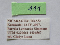 Sephina vinula
