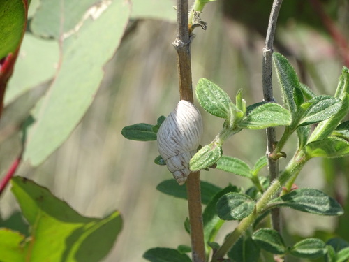 Mesembrinus sulcosus