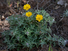 Eriophyllum lanatum achilleoides