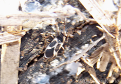 Ochrimnus cinctipennis
