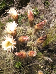 Trichocereus schickendantzii