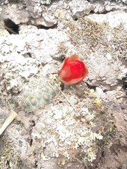Trichocereeae