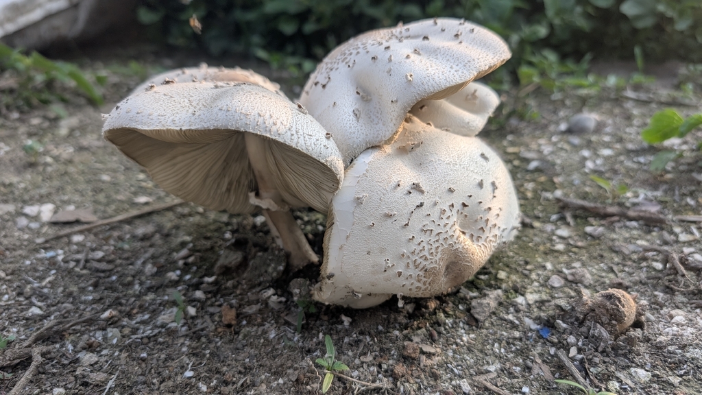 Chlorophyllum molybdites · May 2026 · photo: © jiahong (iNaturalist, cc-by)