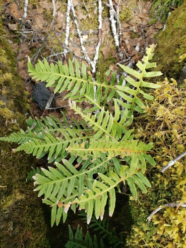 licorice fern