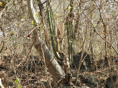 Isolatocereus dumortieri