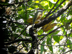 Vireolanius melitophrys