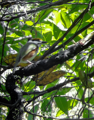 Vireolanius melitophrys