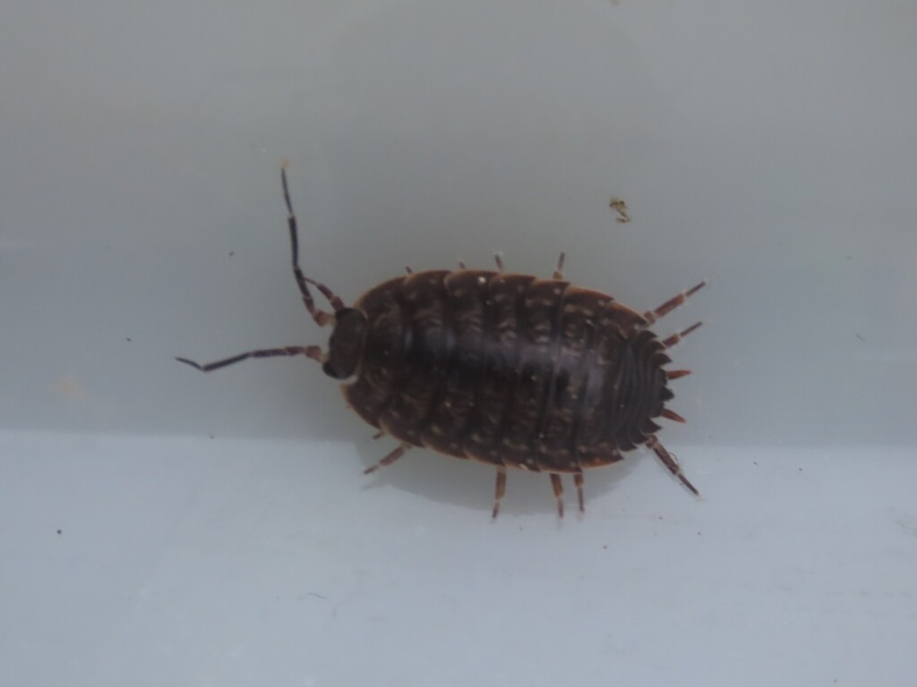 Porcellio debueni