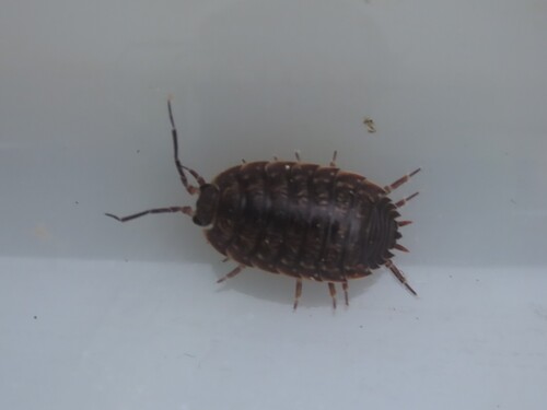 Porcellio debueni