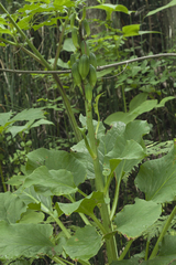 Cardiocrinum cordatum