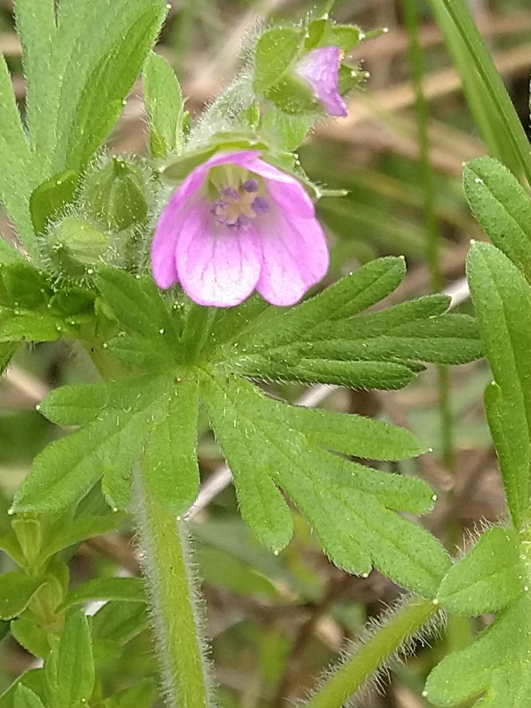 Geranium fallax