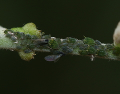 Aphis farinosa