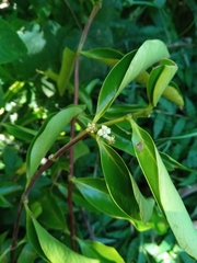 Tricalysia