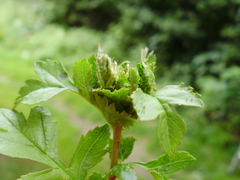 Dasineura crataegi